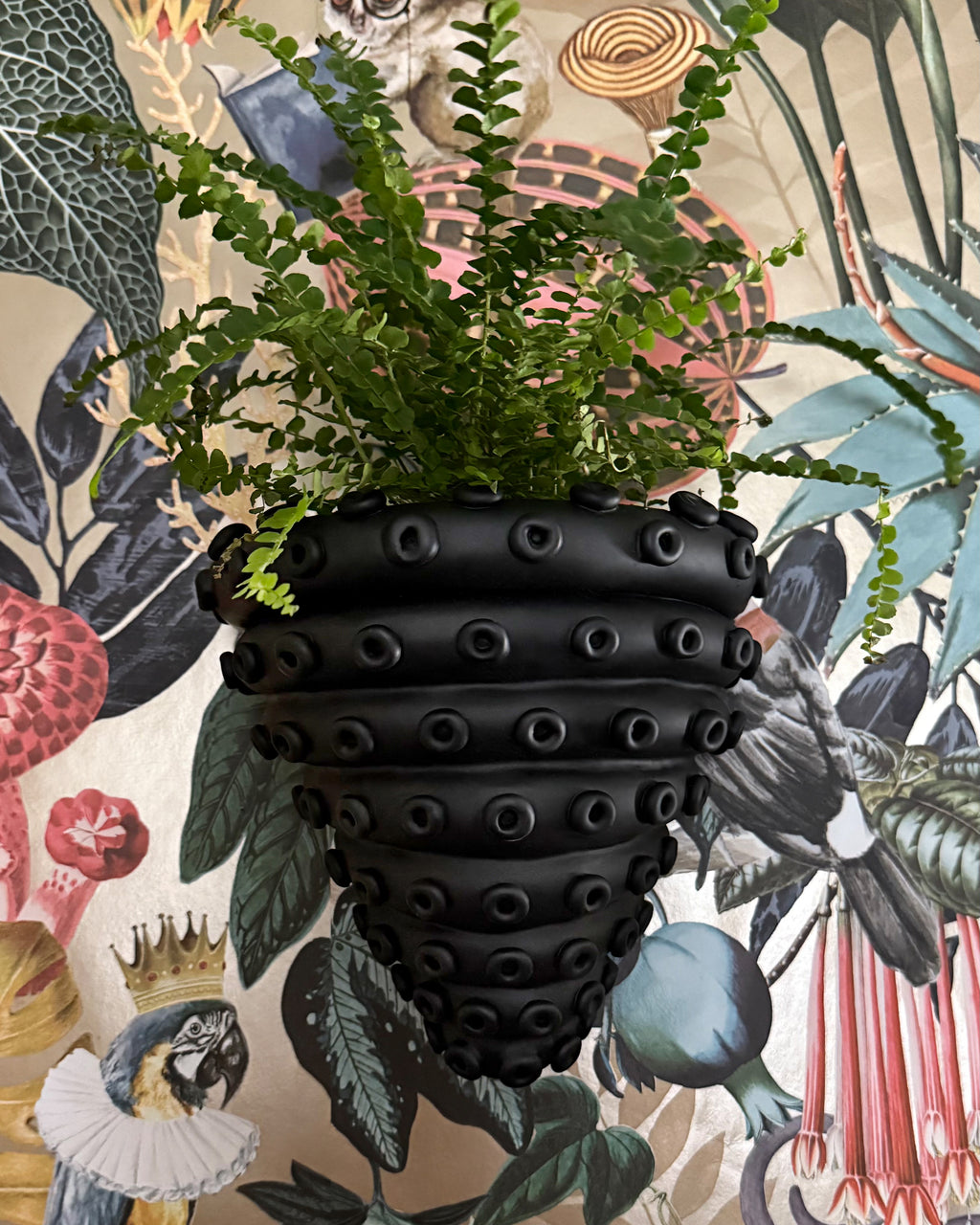 Pulpo Terra Wall Planter in Matte Black